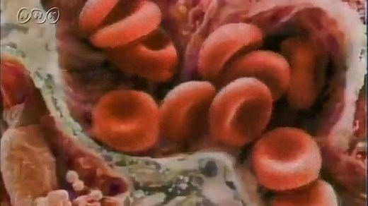 血液の成分とはたらき | NHK for School