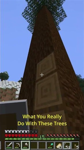 Best Way To Mine Spruce Trees #minecraft #minecraftshorts #minecrafttips