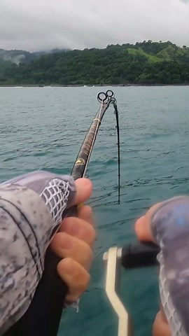Angler accidentally catches massive goliath grouper!