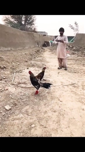 Aseel Fight Jawa vs lakha full fight #shorts #birds #viral