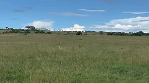 6.3K views · 100 reactions | Warthog Successfully Escapes Lion Attack...