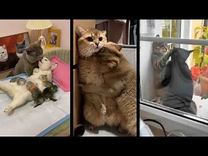Romantic Moments of Cats | Most Romantic cats couple video - Cat romance