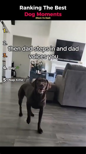 Ranking The Best Dog Moments Mom Vs Dad 1 #animals #shorts #funny