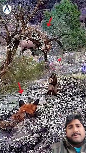 Monkey Hero Rescues Deer From Leopard Attack! 😱 #animals #wildlife #shorts