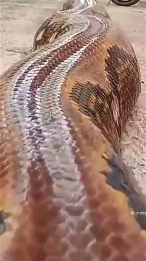 The Biggest anaconda in the world #anaconda #shortsvideo #shortsfeed #shorts
