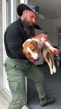 Dieser Engel wurde angefahren - sie wurde sofort Operiert, bitte betet für sie🥺🙏 #savethedogsbih