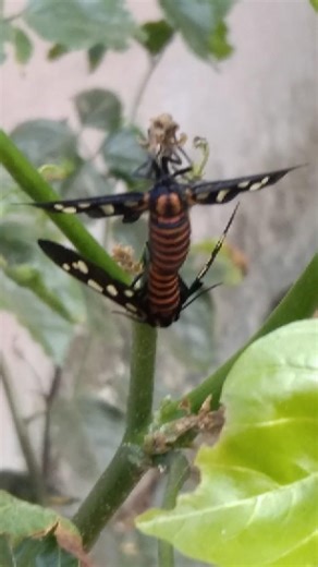 Wasp Moth Mating Pair #moth