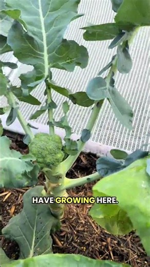 🥦 Growing broccoli at home… one of the best winter vegetables you can plant 🌱❄️ Broccoli thrives