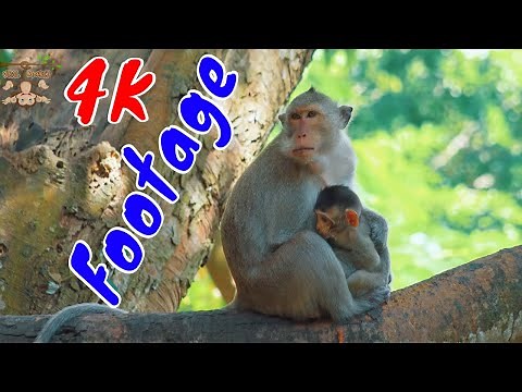 4K Quality Animal Footage - Monkeys Beautiful Scenes Episode 1 | Viral Monkey