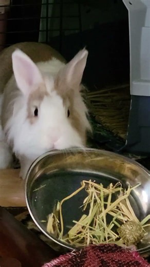 Throwing tantrum? Or setting it up right? #ふわふわ #うさぎ #かわいい #可愛い #cute #rabbit #bunny #mofu #動物 #fyp