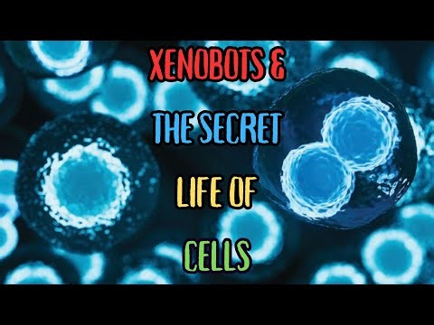 XENOBOTS THE SECRET LIFE OF CELLS