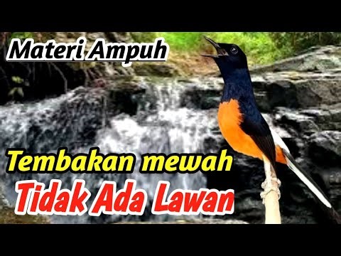 TERAPI ALAM MURAI BATU PREMIUM ,Sungai Deras Asli – Power Tembakan Nembus Kelas Sultan