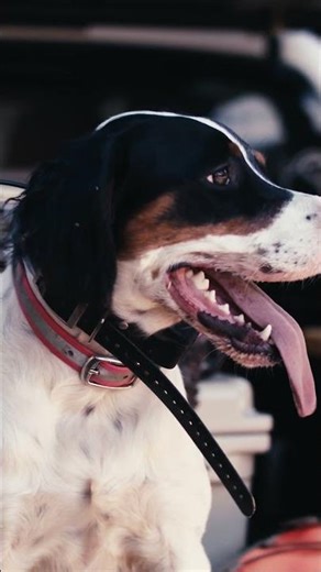 Hear the Dogs. Stay Protected. | ESP Digital Hearing Protection