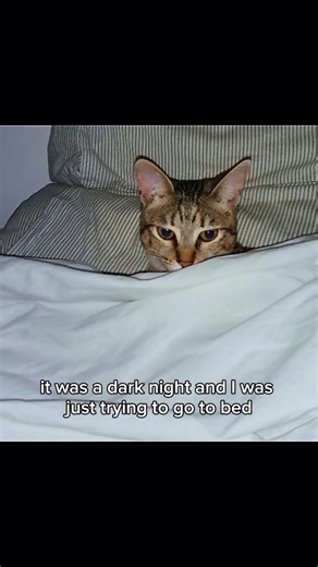 Evil Larry and creature! #catmemes #funny #trending