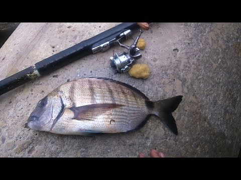Pesca del Sargo a boya. Tutorial 1. Montaje de dos anzuelos