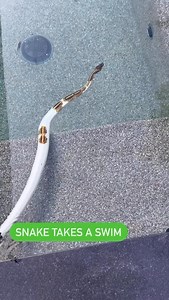 My Ball Python goes for a SWIM on a HOT Summer Day😍🐍🔥 | BALLS of FURY