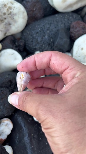 Come beach combing with me! #beachvibes #shelling #beachcombing #hawaiishells #obsessed #fewofmyfavoritethings