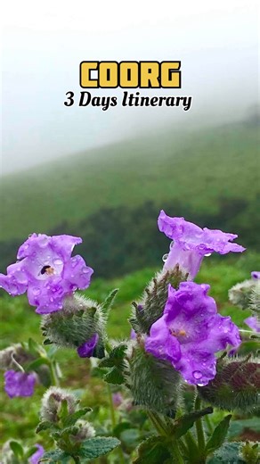 Coorg 3 Days Itinerary✅🤌✨ 🚗 How to Reach • Nearest city: Madikeri (~5–6 hrs from Bangalore by road) • By road: Bangalore → Mysore → Coorg (scenic coffee plantation drive) • On the way: Mysore Palace, Ranganathittu Bird Sanctuary ———— 👉Day 1: Madikeri Local Sights • 6:00 AM: Depart from Bangalore → 5–6 hrs drive • 11:30 AM: Reach Madikeri → Check-in → Lunch • 1:00 PM: Madikeri Fort & Museum (30–45 min) • 2:00 PM: Omkareshwara Temple (20–30 min) • 2:45 PM: Abbey Falls (1 hr) 🌊 – photography & 