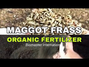 Maggot frass organic fertilizer