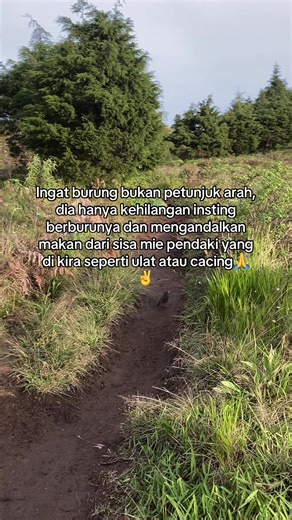 Burung Pendaki: Petunjuk atau Pengemis Sisa?