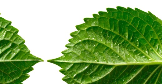 Humanitarian action | Deloitte | humanitarian leadership and collaboration, corporate responsibility