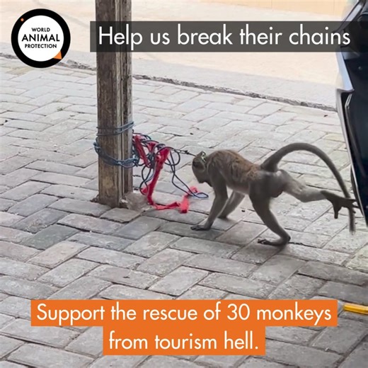 6.4K views · 138 reactions | Long-tailed macaques are the most traded...