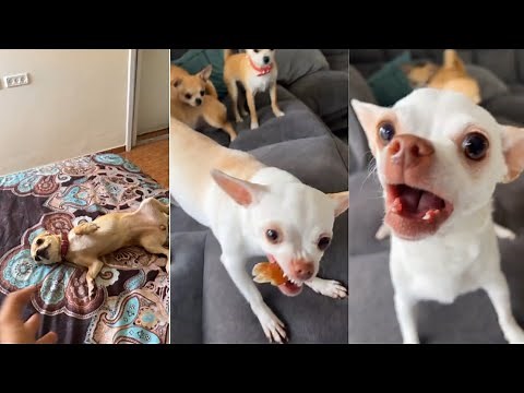 MREVIATAR TIKTOK COMPILATION CHIHUAHUA | Niki the angry chihuahua dog | #chihuahua #mreviatar