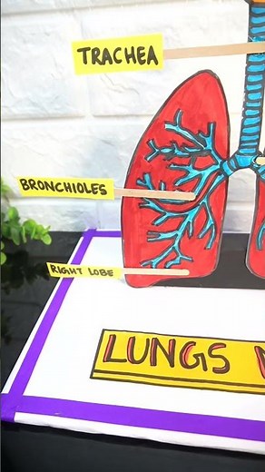Human Lungs Model for Science Project | Easy Still Lung Model at Home | Exhibition model for school