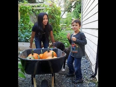 How to harvest Pumpkins, How to cure and Store Pumpkins