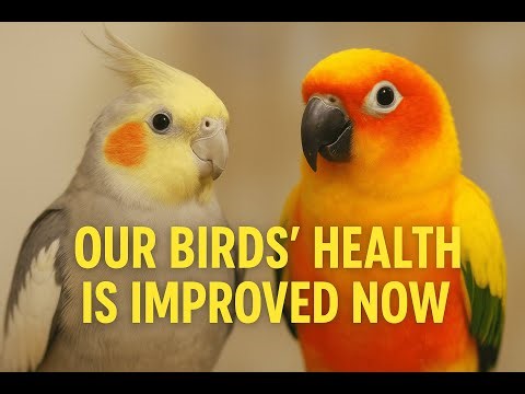 ମୋ ପକ୍ଷୀମାନଙ୍କ ସ୍ୱାସ୍ଥ୍ୟ ଭଲ ହେଲା | Cockatiel & Sun Conure Recovery