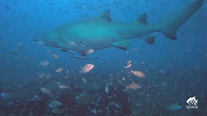 Let's start Monday with a SHARK VIDEO for day three of #SHARKWEEK The North Carolina Aquariums are leaders in sand tiger shark research and conservation. As part of the research projects, the NC Aquariums have deployed acoustic receivers on several shipwreck sites along the Carolina coast. These receivers tell researchers when there are acoustically-tagged sharks near the shipwrecks. The information gathered helps better understand how sand tiger sharks are using the habitats. Footage by NC Aqua
