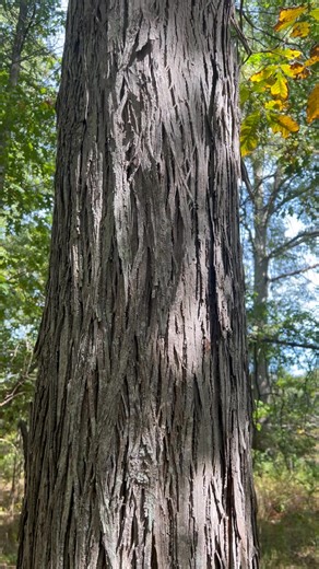 Shagbark Hickory (I loved this bark). We found some nuts around the base of the tree, we will be planting those at home. | Jeanine Bryce