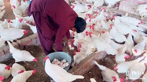 Part 18 #foryou #foryoupage #fyp #fypシ゚viral #poultryfarming