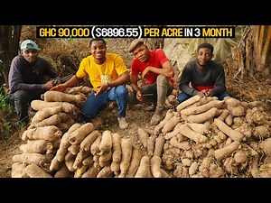 Yam Farming Explained - How To Start a Yam Farm in 2024 (DETAILED!)