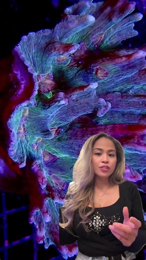 At first glance, it looks like alien architecture. Spiny Cup Pectinia (Pectinia sp.) — neon glow, vertical spines, insane structure… But at night? It sends out long sweepers and means business. Reef tanks aren’t just beautiful — they’re alive. Would you add this to your reef… or keep your distance? | reefsolution.com