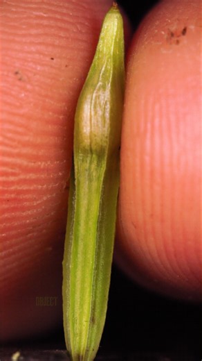Popping a Touch-Me-Not Plant | SlowMo
