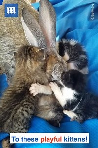 This rabbit is the perfect mother! 🥺❤️Additional clip via ViralHog | Daily Mail Video