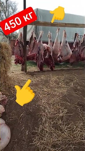 РЕКОРД 🚨450КГ мясом