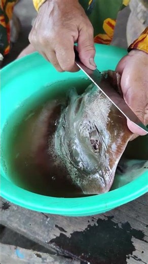 Meet the stingray—one of the ocean’s most graceful and misunderstood creatures #animals #fyp