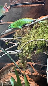 2K views · 40 reactions | Emerald Tree Skink courting behaviors年 ....
