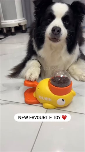 Fav gift 🥰 | Border.colliegram