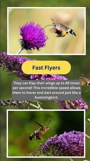 Top Entomologist Reveals Amazing Hummingbird Moth Secrets