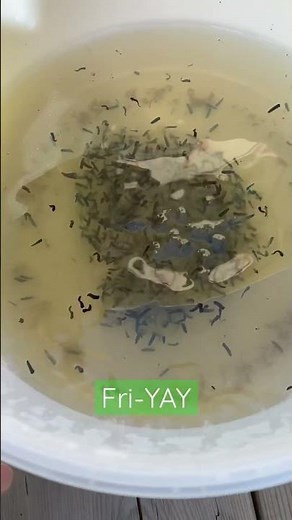 Tadpole Egg to Hatch!! #tadpole #frog #spring