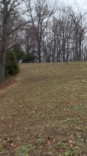 Coyote Hunting: Chasing Rabbits Downwind