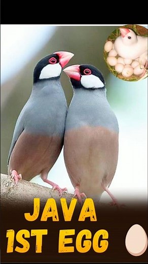 Java Bird 1st Egg 🥚 #egg #javasparrow #petsvlog #pets #trending #viral #shorts #shortsfeed #vlog