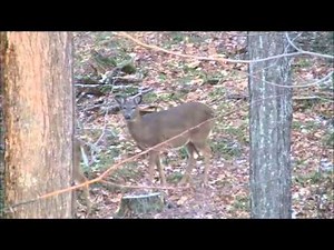 44 Magnum Deer Hunting Video 2014