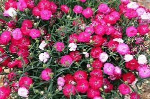 Quels sont les œillets les plus parfumés ?