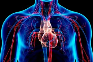 Partes del aparato circulatorio y su funcionamiento |