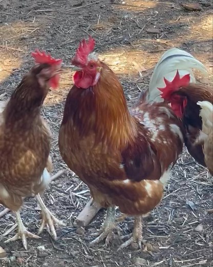 Remembering Donald. ❤️King of the Hen Refuge and Protector of many. Dinald wore his title with so much dignity. He was so loved. After more than 6 years of taking care of his village girls and being hen pecked day after day, we have farewelled Donald. The canker which had invaded his body did not respond to the treatment. We know that this was one of the most difficult and saddest days for Julie. Donald has been a huge part of Julie’s life and seeing them together was a cluck! We will really mis