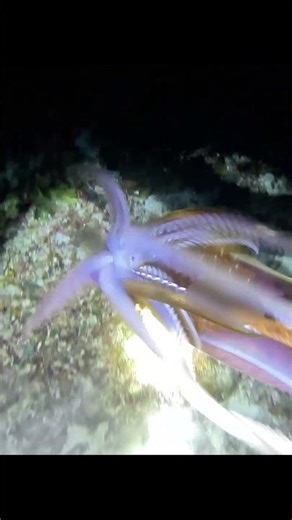 his Squid Almost Escaped 😱 Night Dive! #NightDiving #Spearfishing #UnderwaterHunting #OceanHunter